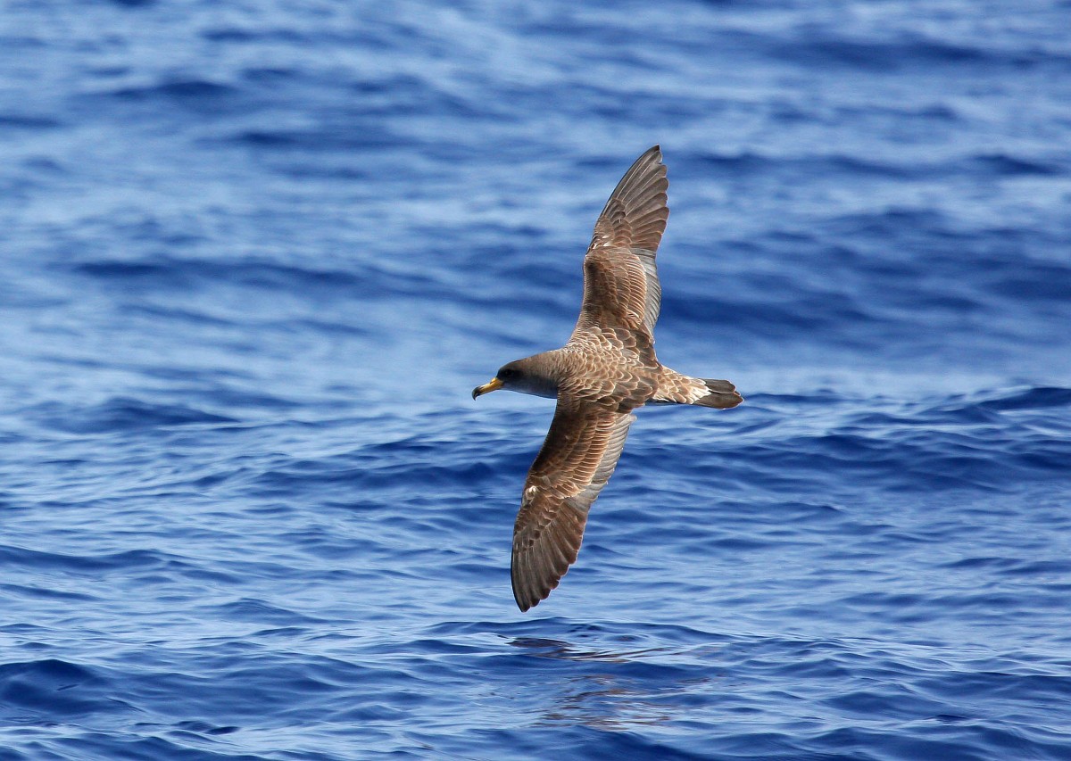 Calonectris borealis